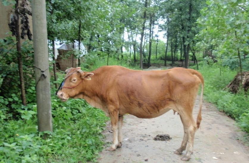 山南最新求一个套医保卡的黄牛是真的吗方法分析(最方便真实的山南求一个套医保卡的黄牛是真的吗还是假的方法)